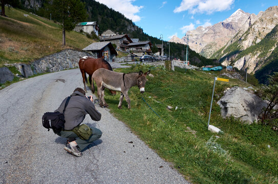 the photographer takes a photo of the donkey against the background of the mountains