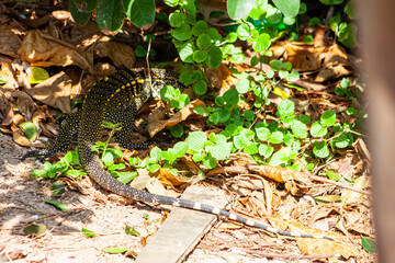 leaves on the ground