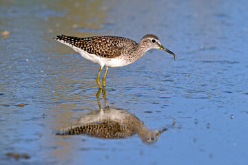 Wood sandpiper // Bruchwasserläufer (Tringa glareola)
