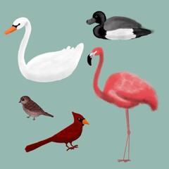 Obraz premium birds, Swan, duck, Sparrow, Flamingo, Bru suitable for postcards or stickers
