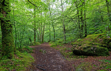 Forêt d’Huelgoat, Monts d’Arrée, Finistère, Bretagne, France