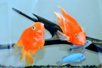 goldfish in aquarium