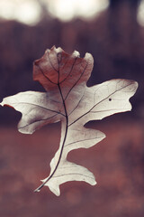 Beautiful autumn view with yellow leaves. Colorful foliage in the park. Fall natural background.