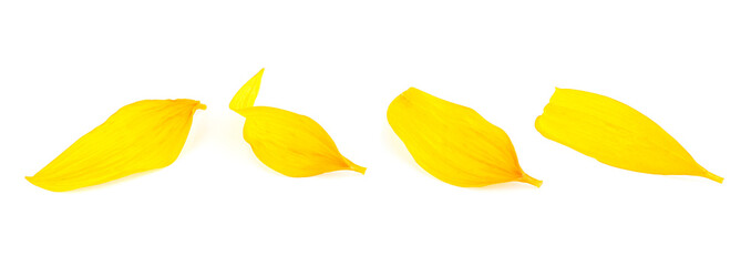 Yellow petals isolated on a white background. Four sunflower petals.