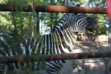 zebra in zoo