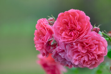 Bright pink flowers of a wicker rose Bush close-up with soft selective focus and a blurry green background.