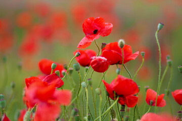 Obraz premium Blooming poppy field. Red poppy flower close up