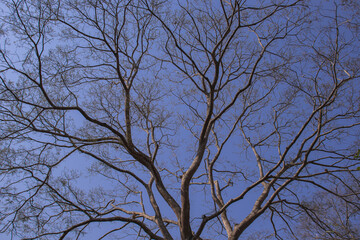 autumn tree and the sky