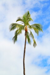 Beautiful palm trees over a blue sky with clouds in Maui, Hawaii-USA