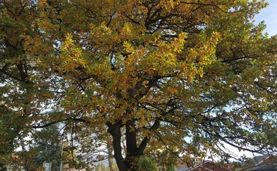 tree in autumn