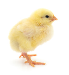 Small yellow chicken