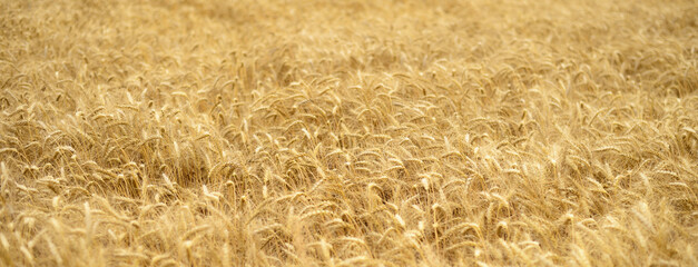 Ears of wheat.