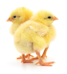 Two yellow chickens.