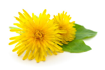 Two dandelions with leaves.