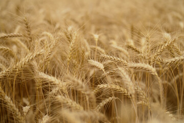 Ears of wheat.