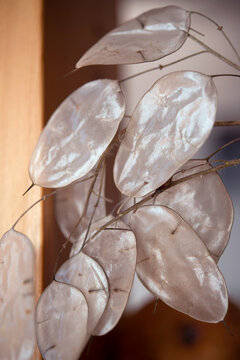 Annual honesty, Lunaria annua, silicle membranes close up.