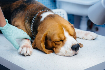 A large dog is being prepared for surgery at a veterinary clinic. Anesthesia for the dog