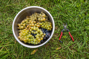 Freshly picked Concord and Niagara grape from yard in a bowl close up