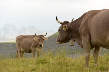 Kühe und Kälber auf der Almweide