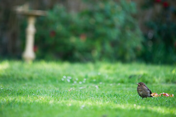 A young blackbird alone in a garden. Placed on the green grass with a blurry green background and some red flowers.
