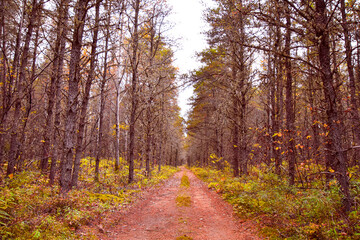 Footpath in the wild forest in Quebec, Canada