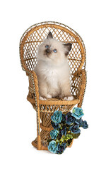 Sacred kitten of Burma with a wicker chair