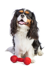 Cavalier king Charles spaniel sitting with a toy