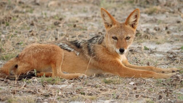 Wilder Schakal  in Namibia liegt auf dem Boden der Steppe und ruht sich aus. Nach einiger Zeit steht er auf, geht davon und schaut mehrmals zur&uuml;ck.
