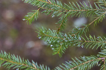 Fir-tree branches with rain drops and rays of sun