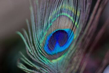 Colorful peacock feather captured with shallow depth of field