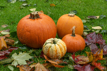 pumpkins on wet grass whit autumn fallen leafs