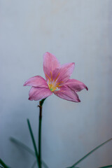 Closeup shot of a pink lily flower against a white wall.