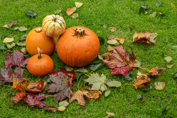 pumpkins on wet grass whit autumn fallen leafs
