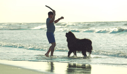 Playing with a stick at the seaside. Newfoundland dog is playing with his owner on vacation. Bringing a stick out of the water at sunset.
