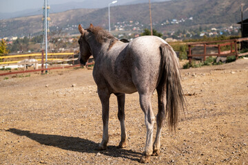 horse and foal