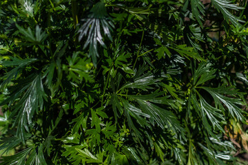 Shiny carved aconite leaves, monkshood, wolfsbane on a green bush, foliage perennial plant in summer garden in sun light