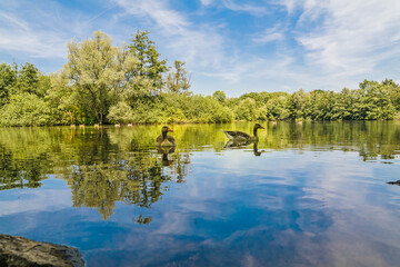  Graugänse im Hermann-Löns- Park  Hannover