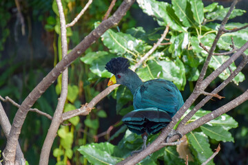 Photo of a crested blue bird with a bright beak sitting on a branch