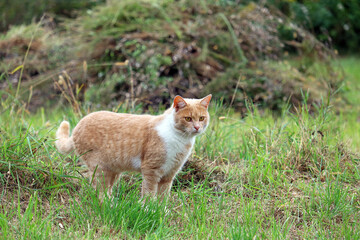 ginger cat went hunting	