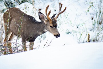 mule deer buck with antlers in velvet feeding in field with falling snow in September, Rocky Mountains, Colorado, USA