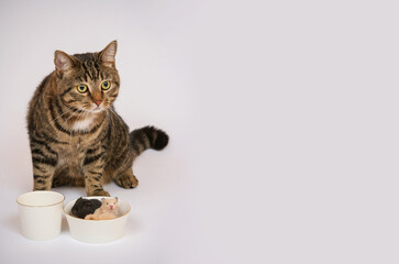 The cat caught the mice and wants to eat them. The cat is sitting next to a bowl of mice. Hamsters sit in a bowl next to the cat. Cat dinner with mice.