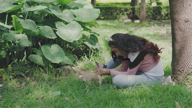 Ni&ntilde;a bonita, adolescente jugando con su perro chihuahua en el parque, Vista lateral de una ni&ntilde;a hispana sentada en el c&eacute;sped al aire libre en &eacute;poca de oto&ntilde;o. Peque&ntilde;o perro mascota 