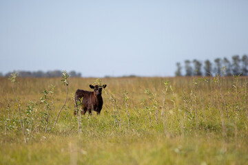 angus en el campo