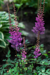 Fototapeta premium Blooming pink purple fluffy flowers of astilba. Perennial plant with thin brown twigs with green leaves. Summer garden in light of sun