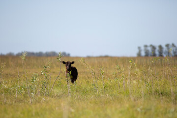 angus en el campo