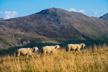 Naklejka na ściany i meble sheep in the mountains. Sheep on the meadow. Sheep in the country side. 