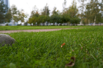 green grass in the Park in autumn before the beginning of autumn