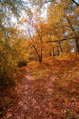 Fototapeta premium autumn in the forest