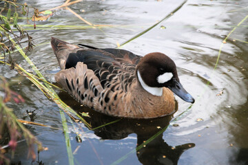 A Brown Winged Duck in the water
