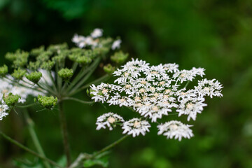 Umbrella with little white wildflowers inflorescences herb grow in the field among green grass. Siberian Russian nature. Close-up